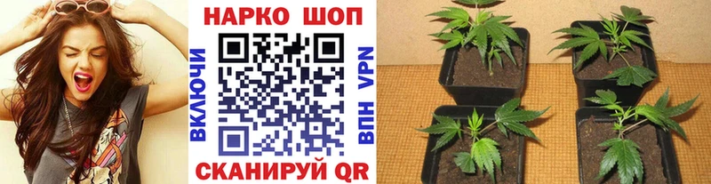 Наркошоп купить Галлюциногенные грибы  Alpha-PVP  Меф  Бошки Шишки  АМФ  Кокаин  ГАШ  Петушки