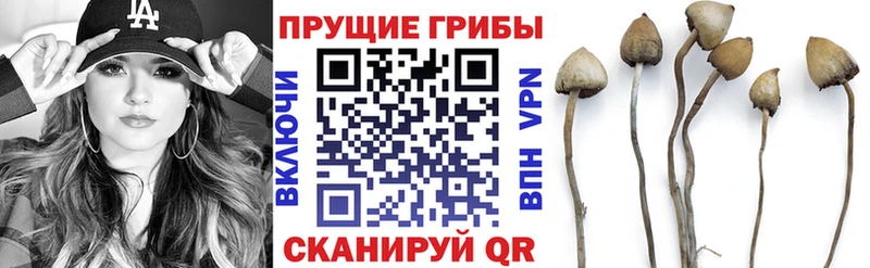 Псилоцибиновые грибы Psilocybe Купить где Петушки